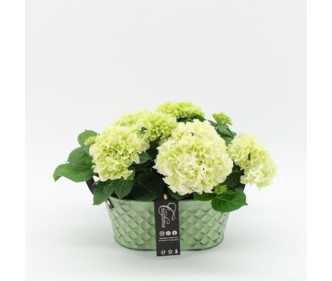HORTENSIA JARD ZINC
