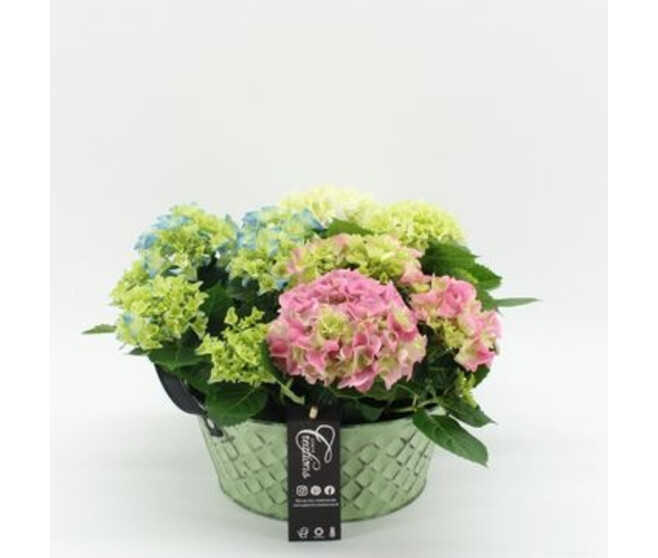 HORTENSIA COUPE ZINC