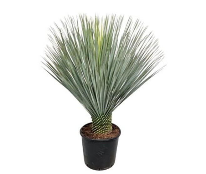 YUCCA ROSTRATA