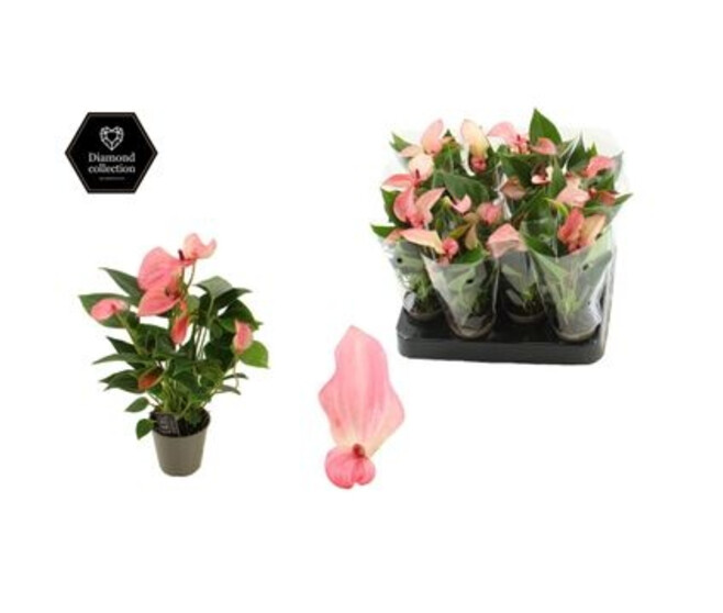 ANTHURIUM ANDREANUM MATATA