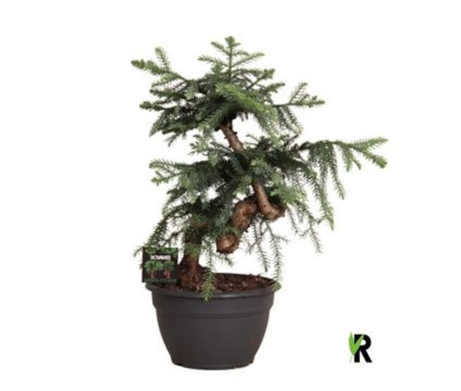 BONSAI ARAUCARIA BIDWILLII