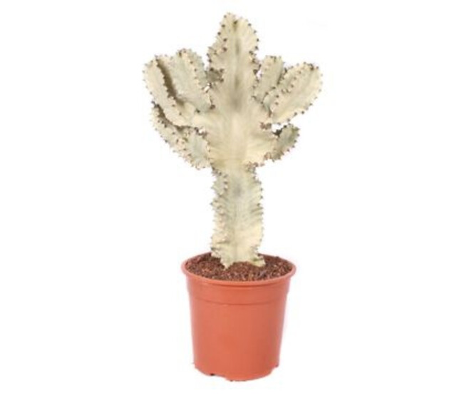 EUPHORBIA