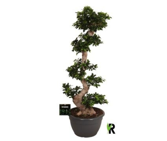 FICUS GINSENG