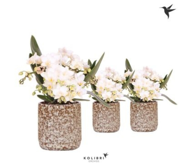 PHALAENOPSIS 4BR MF BLANC CERAM