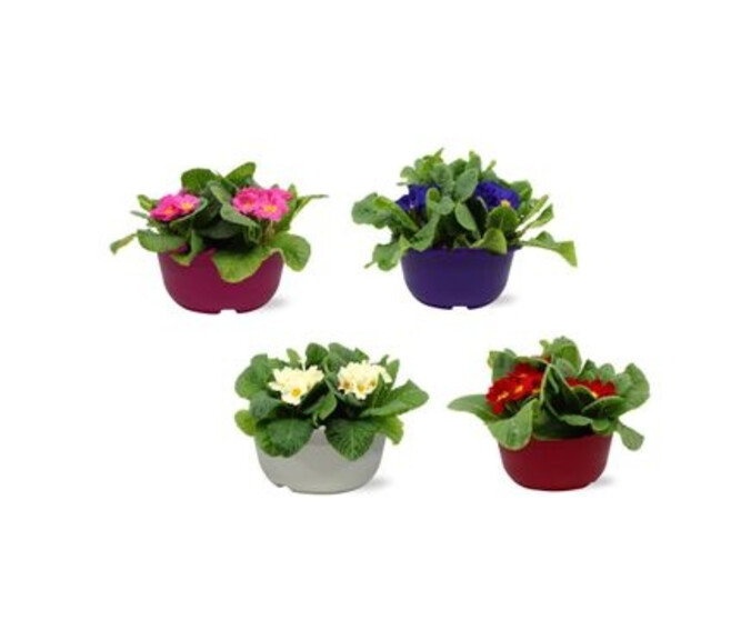 PRIMEVERE ACAULIS COUPE COLORE