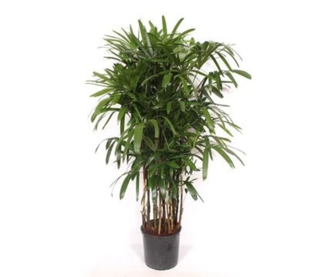 RHAPIS EXCELSA