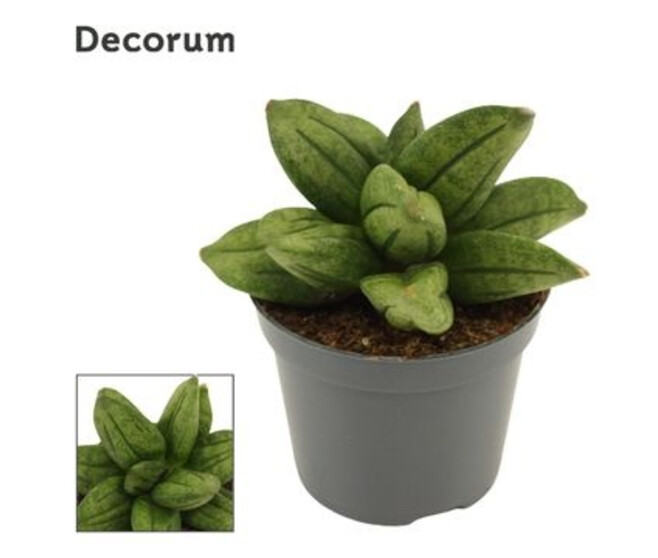 SANSEVIERIA PYRAMID CROWN