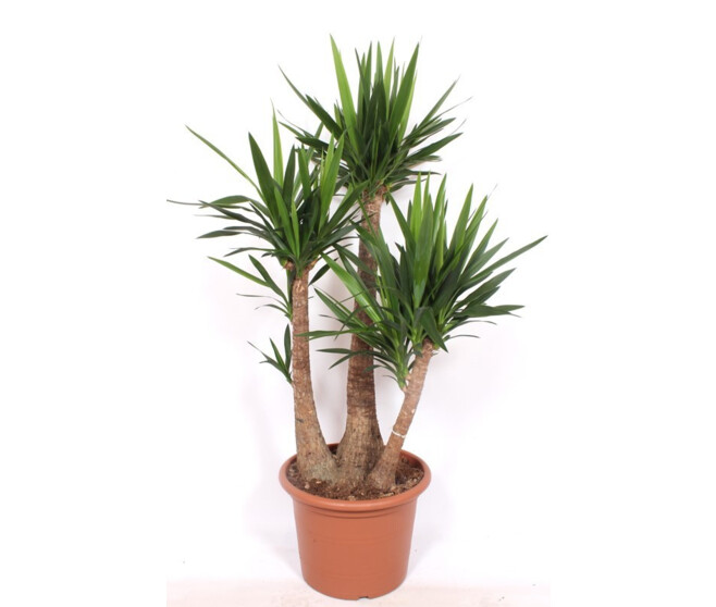 YUCCA 3PP