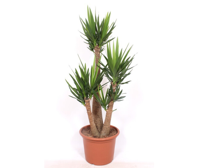 YUCCA 3PP