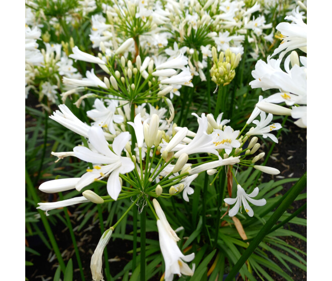 AGAPANTHE AFRICANUS PITCHOUNE WHITE