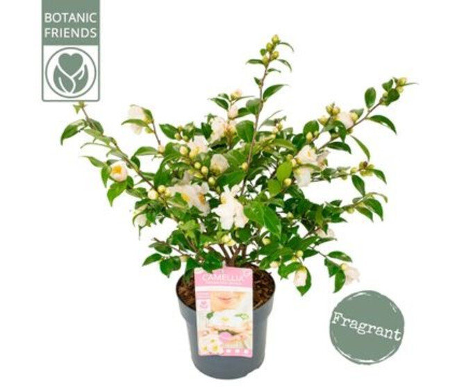 CAMELLIA JAPONICA WINTER