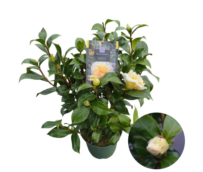 CAMELLIA JAPONICA JAUNE
