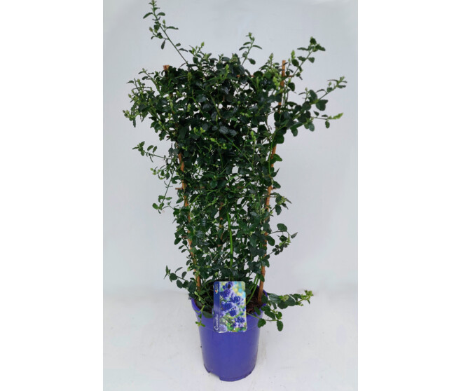 CEANOTHUS REPENS PALISSE