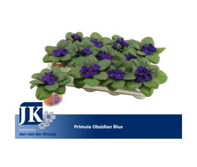 PRIMEVERE ACAULIS BLEU