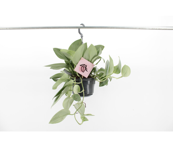 SCINDAPSUS TREBIE MOONLIGHT SUSP