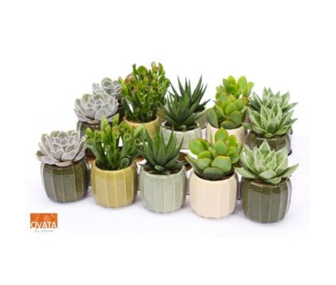 SUCCULENTE CERAM