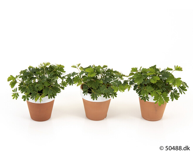 MIMOSA PUDICA P TERRE