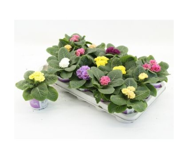 PRIMEVERE ACAULIS POMPOM