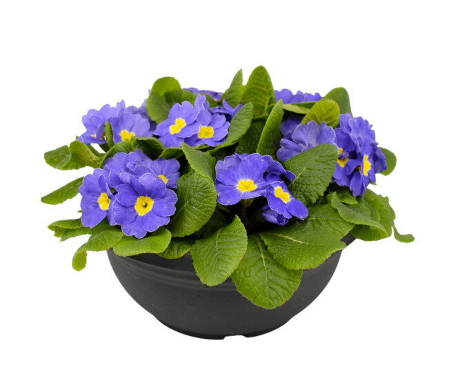 PRIMEVERE ACAULIS X7 COUPE