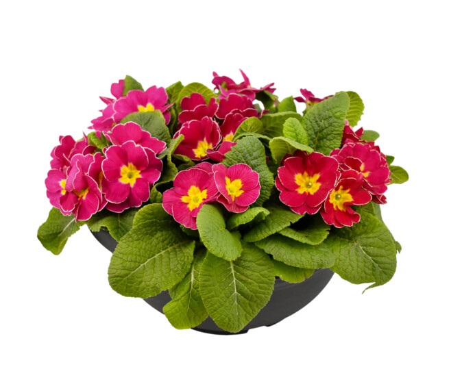 PRIMEVERE ACAULIS X7 COUPE