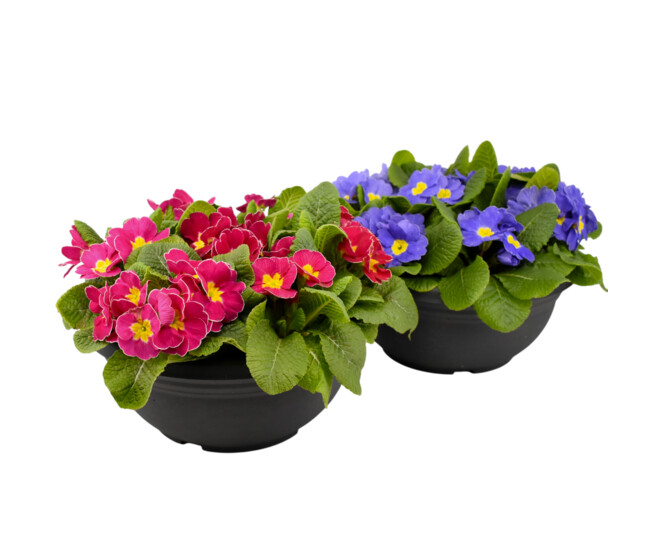 PRIMEVERE ACAULIS X7 COUPE