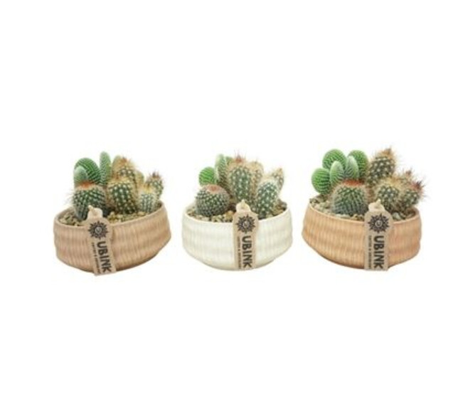 CACTUS X3 CERAM