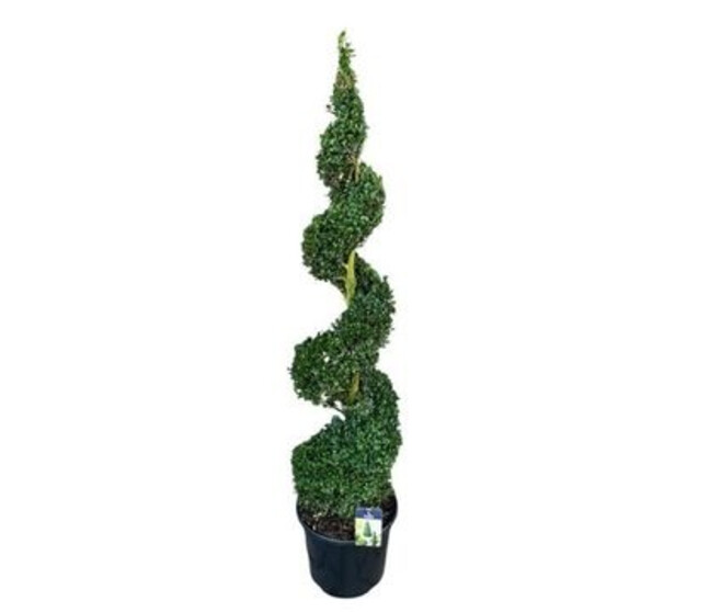 BUXUS SEMPERVIRENS SPIRALE