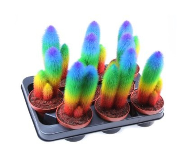 CACTUS TEINTE ARC EN CIEL