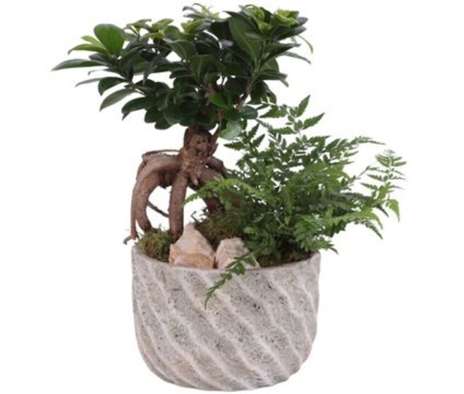 BONSAI VARIE CERAM DECO