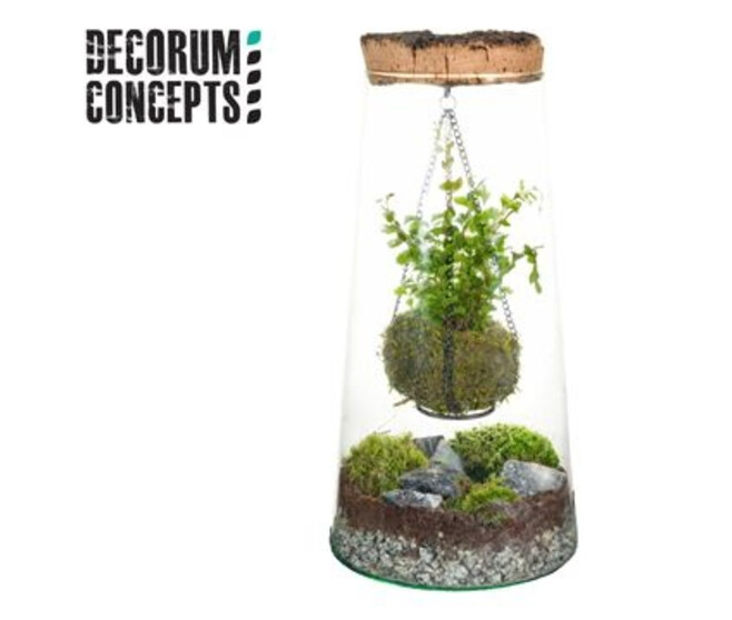 COMPO 1 PLANTE TERRARIUM BOCAL