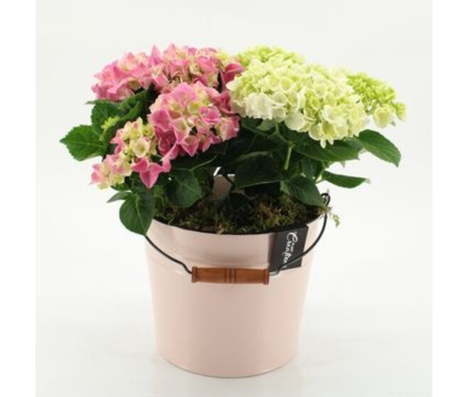 HORTENSIA VARIES ZINC