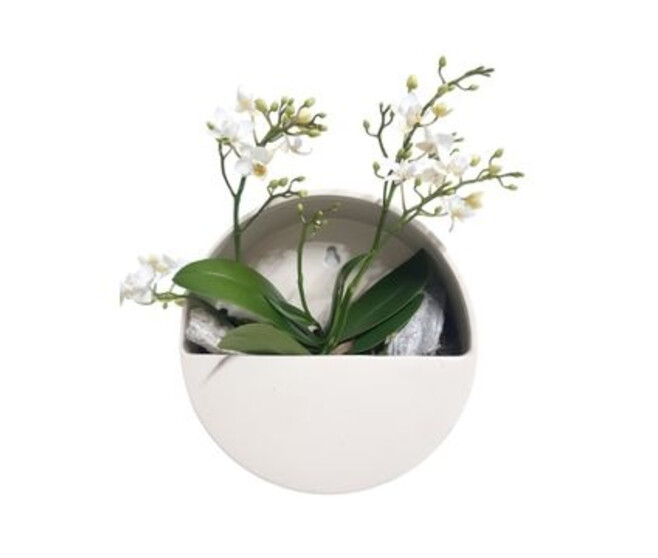 PHALAENOPSIS 2BR BLANC CADRE CERAM