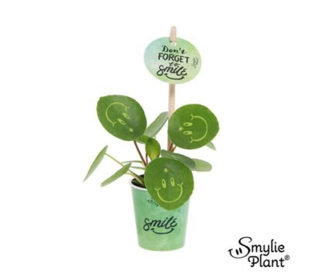 PILEA PEPEROMIOIDES GRAVE