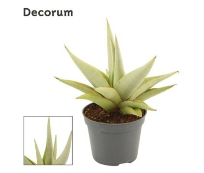 SANSEVIERIA CHANIN CROWN