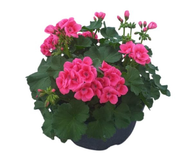 GERANIUM PRETTY LITTLE COUPE