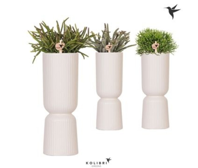 SUCCULENTE VARIEE CERAM DIABOLO