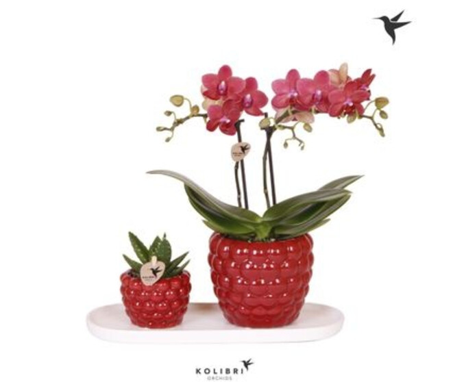 PHALAENOPSIS 2BR + SUCCULENTE CERAM