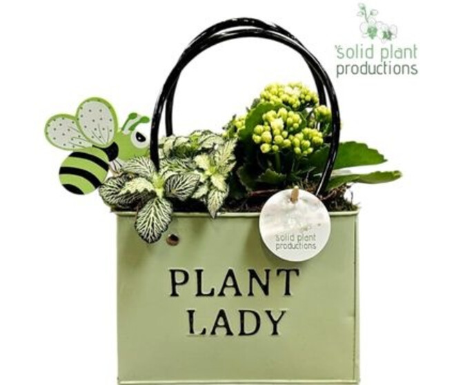 COMPO 2 PLANTES SAC ZINC