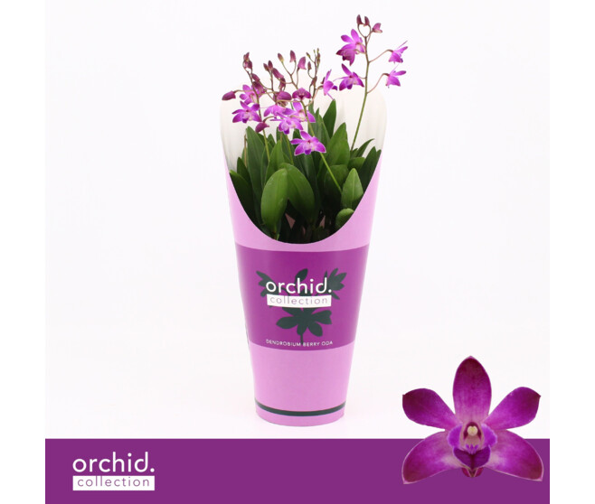 DENDROBIUM 4BR BERRY ODA