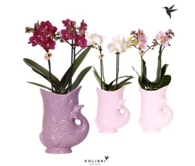 PHALAENOPSIS 2BR MF POISSON CERAM