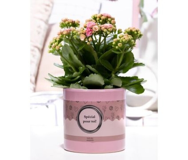 KALANCHOE FL DBLE ROSE CERAM