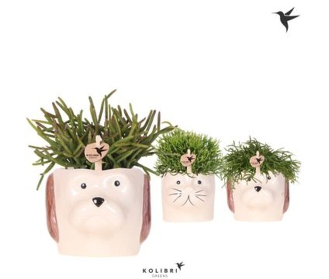 RHIPSALIS VARIE CERAM ANIMAL