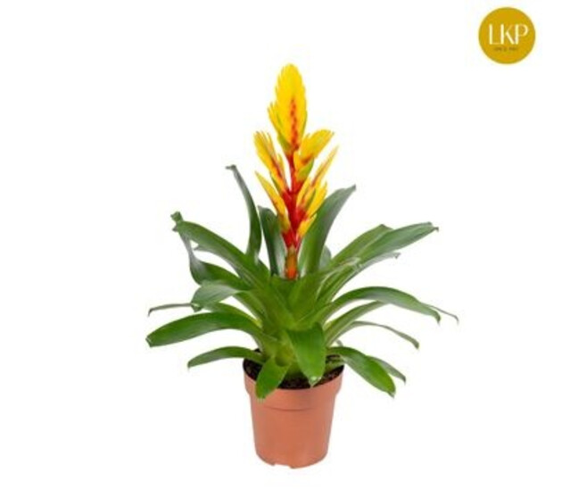 VRIESEA INTENSO  FLAME JAUNE ORANGE