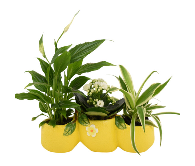 CERAMIQUE LEMON 20