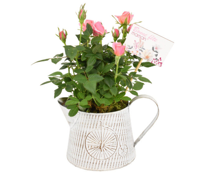 ZINC LINOTTE 20