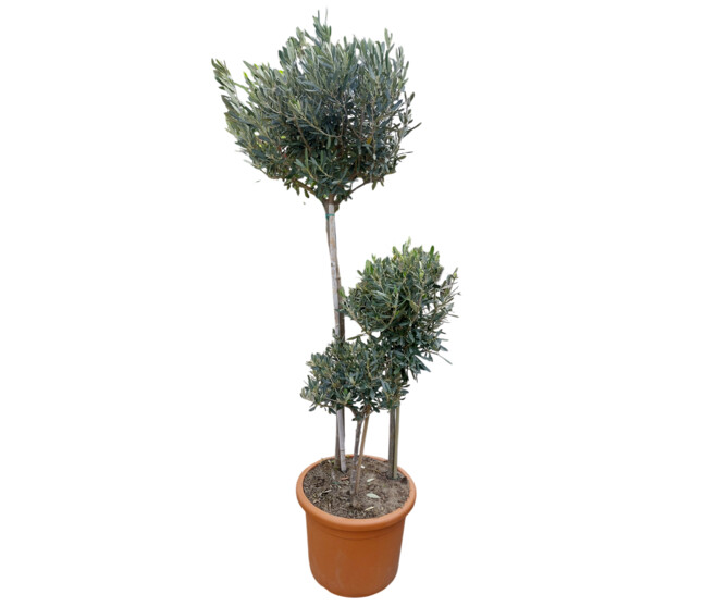 OLEA EUROPEA 3 TRONCS 160/170CM