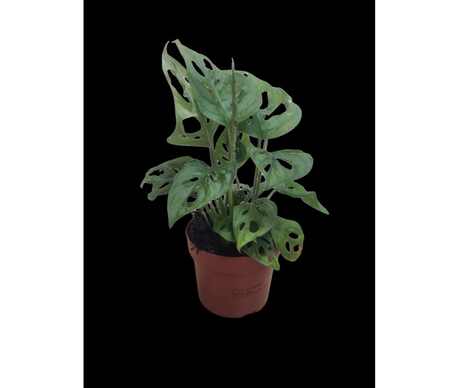 PHILODENDRON MONSTERA DELICIOSA