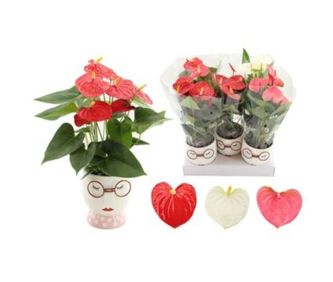 ANTHURIUM ANDREANUM CERAM VISAGE