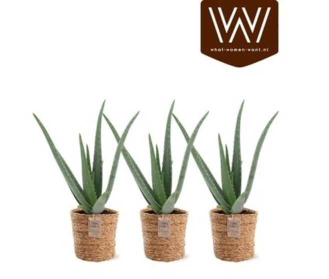 ALOE VERA VANNERIE
