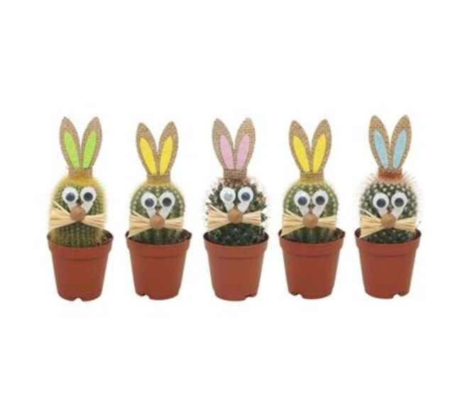 CACTUS DECO LAPIN